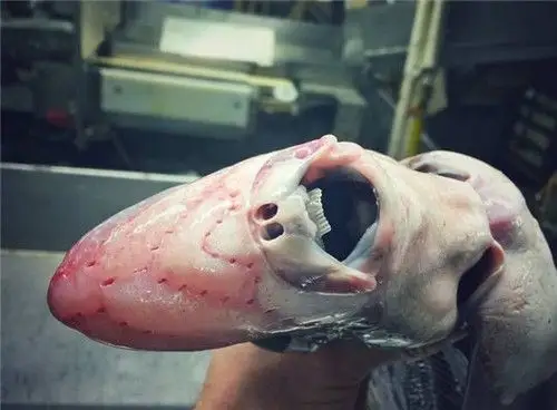 盘点史上长相最恐怖的怪鱼,厨师:不敢吃!