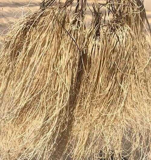 养肝广东特产龙须草开胃草肝护肝丝线汤料养生其他药食同源食品