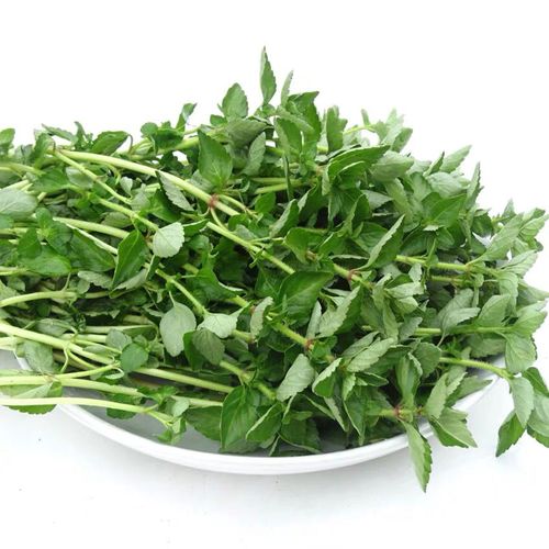 云南德宏野生水香菜新鲜蔬菜水香菜野菜香菜凉拌煮鸡蛋1000克火锅