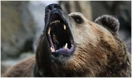 中国连续两起熊吃人事件男童目睹母亲被撕咬女子被叼走咬死