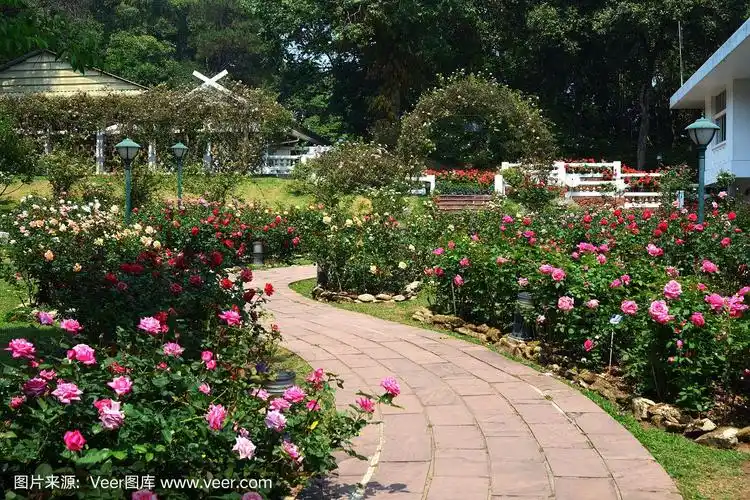 玫瑰花园