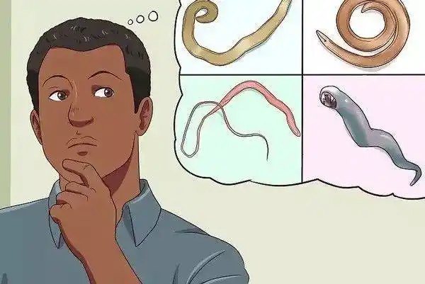 特定的药物是必要的 心丝虫和4种肠道蠕虫 (蛔虫,绦虫,钩虫和鞭虫)