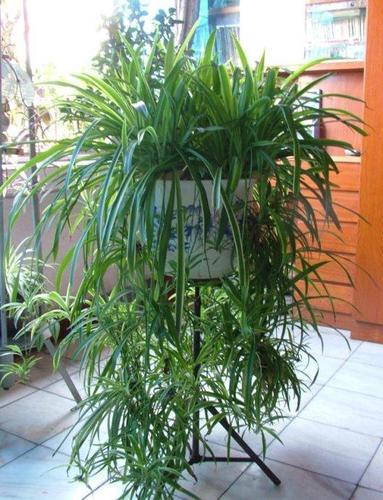 5442,吊蓝-一道美丽的风景线(原创)