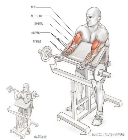 身体姿势:脊柱始终保持笔直,身体直立于地面.