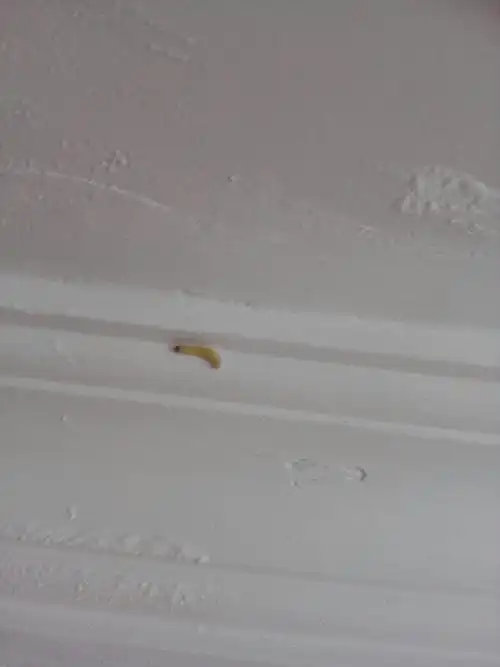 房子里为什么出现这种虫子?