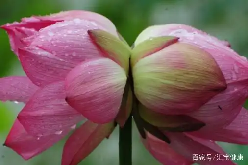 《再见双头莲》 我来才见月初圆,两度池开并蒂莲.