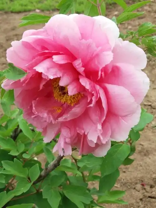 盛京世博园牡丹别样红