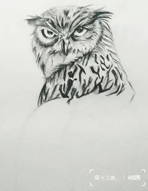 素描动物猫头鹰临摹