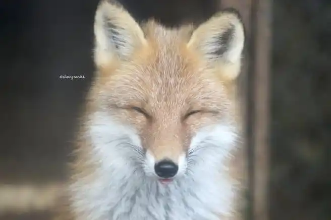 狐狸超话#狐狸##赤狐#キキ妹妹的微笑0815chengren21