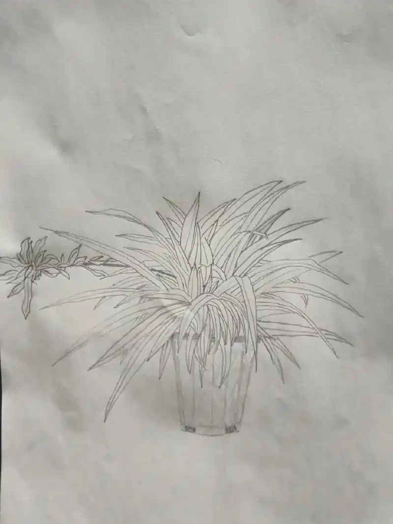 吊兰写生练习画