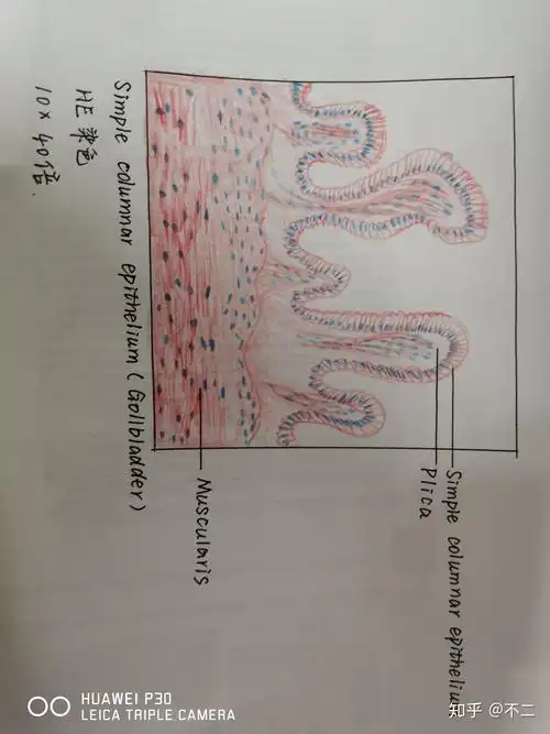 组胚实验手绘图 - 知乎
