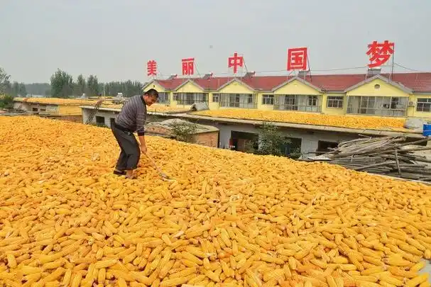 最是一年丰收季,黄金如玉米如珠