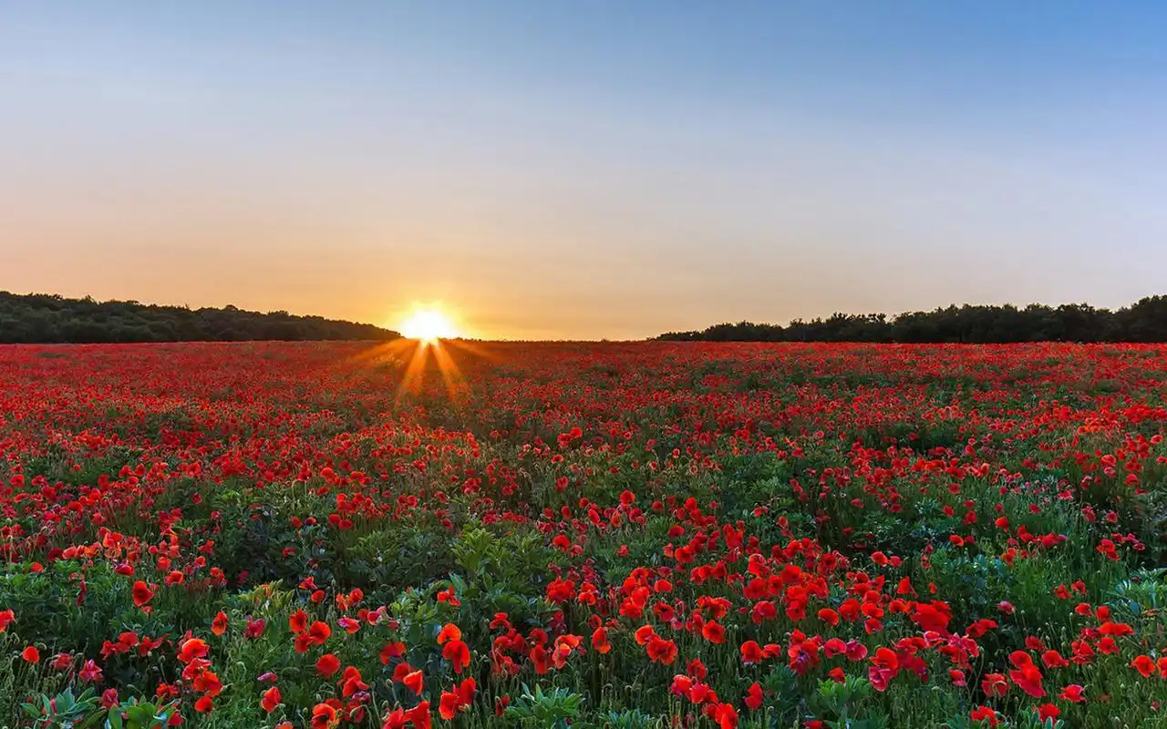 精选唯美梦幻花海风景摄影图片桌面壁纸