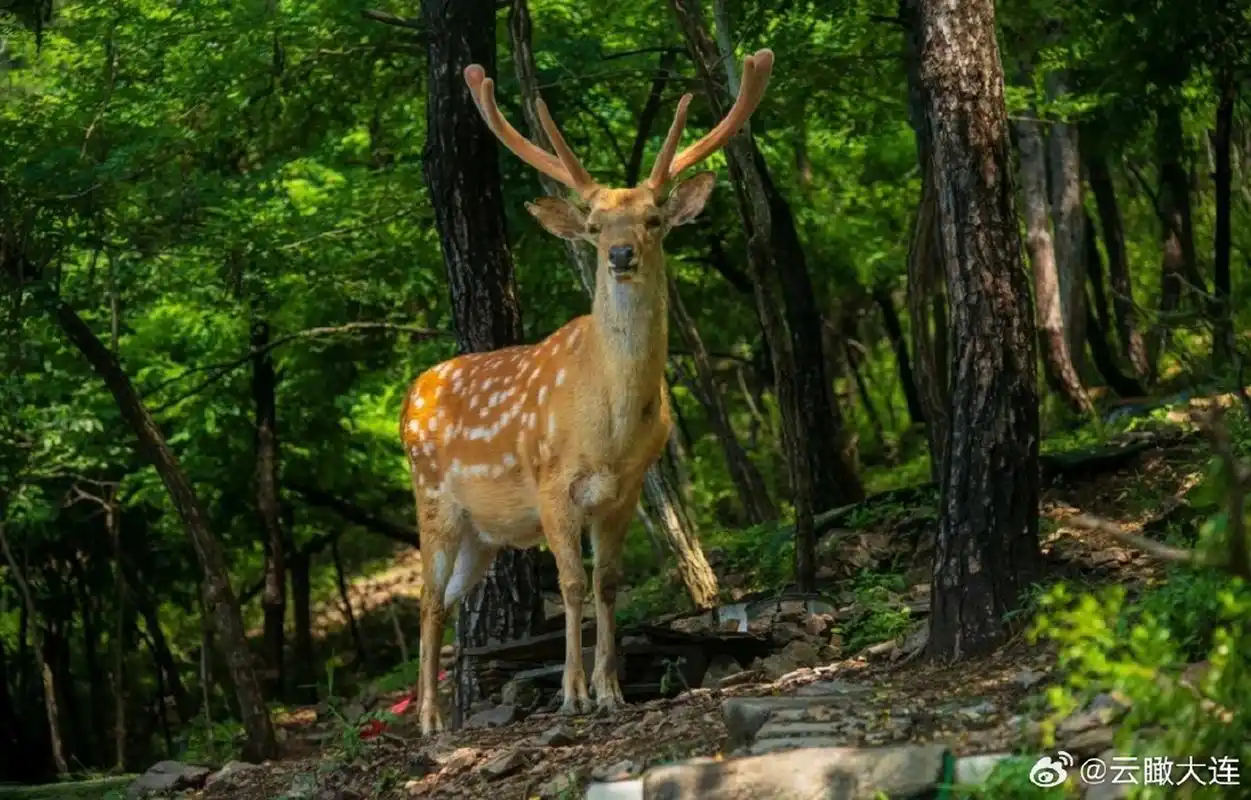 【辽宁优秀景点简介——大连"小奈良"99野生梅花鹿投喂指南】#网红