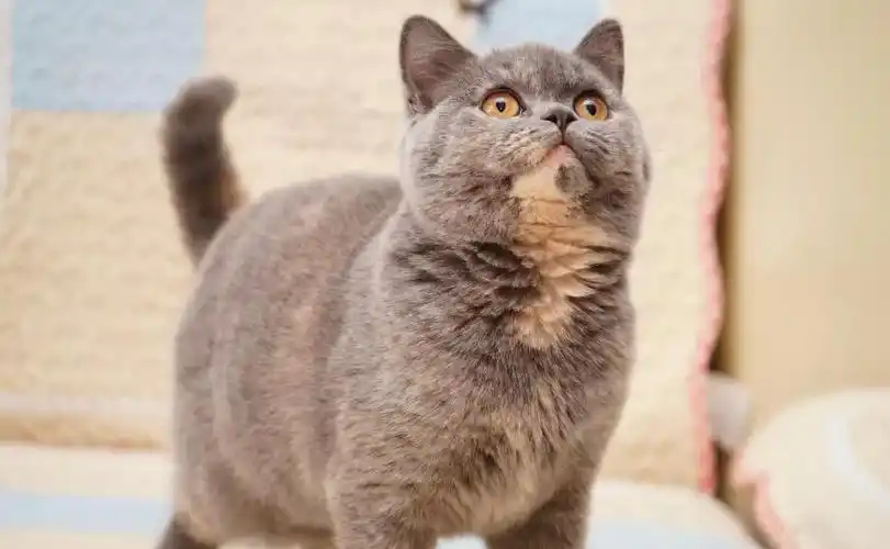 蓝乳双色的英短猫也是很少见,它们看上去是杂交的,颜值一般,所以饲养