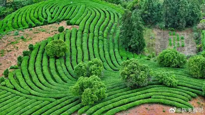 的诞生地,有四大茶园值得打卡:一是万排茶园,这是中国最美茶园之一;二