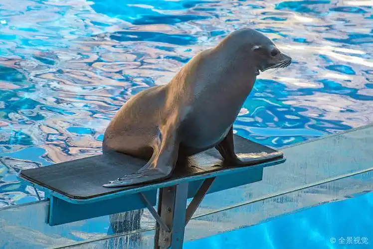 表演_海狗_水族箱_图片大全—全景创意图库(quanjing.