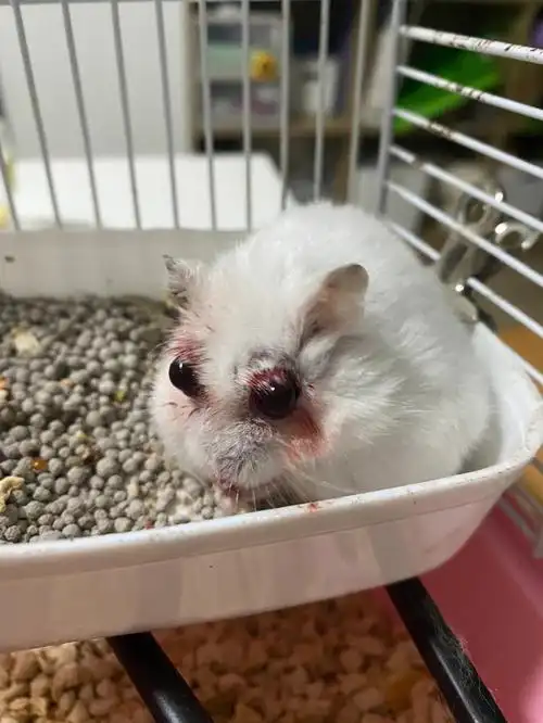 急仓鼠眼睛红肿且突出怎么办