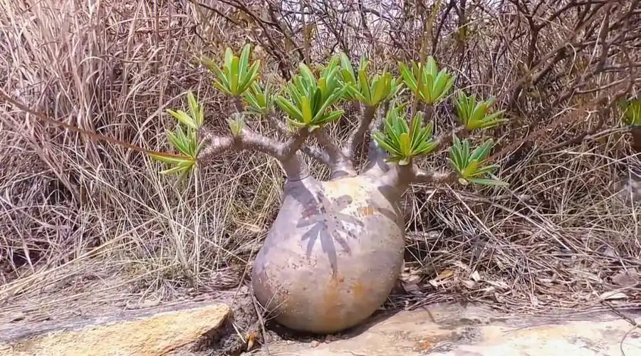 看看野生多肉的震撼之美