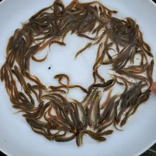 泥鳅鱼苗 台湾泥鳅鱼苗 快大泥鳅鱼苗 大量供应鱼苗