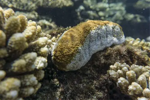 海参筋 - 优质问答专区