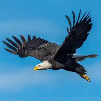 游戏名为「toppl.