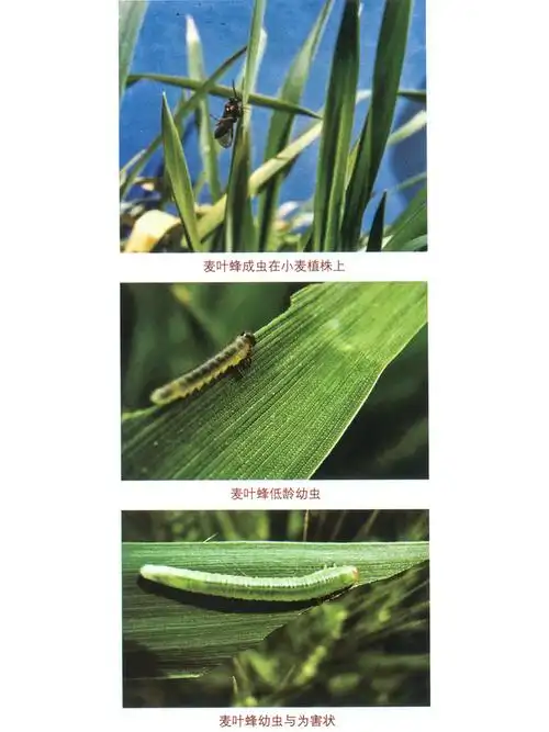 简介麦叶蜂( dolerus tritici chu)俗称齐头虫,小