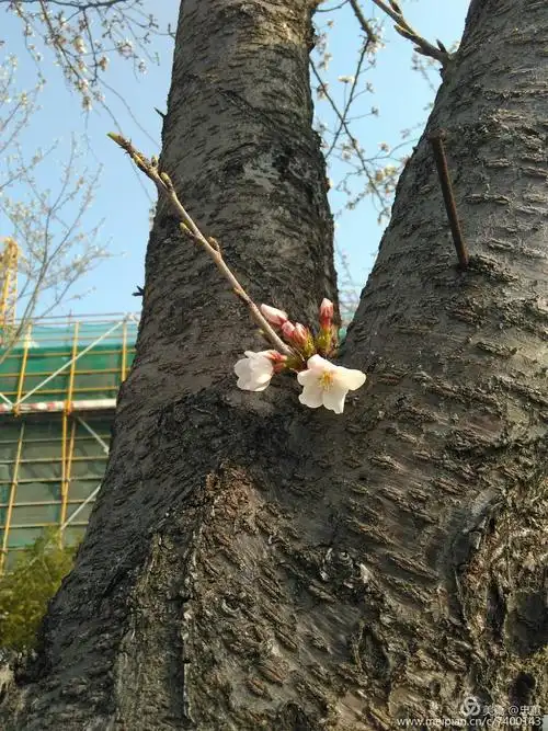 下车看到,马路两旁的行道路旁,高大的樱花树上,淡淡的粉红色的樱花盛