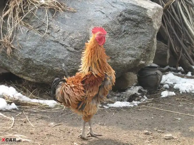 谁见过逆毛鸡.