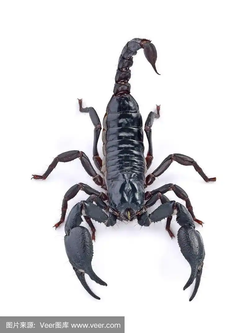 蝎子,白色背景,垂直画幅,正面视角,无人