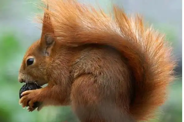 松鼠尾巴的作用尾巴比身体还大