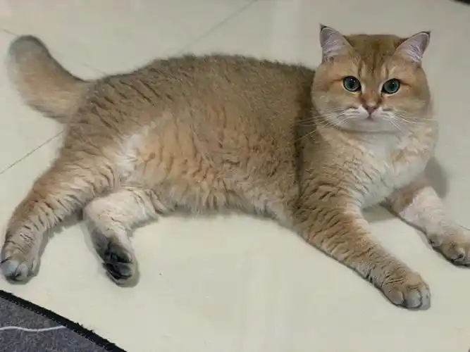 骨折后两次手术,2年才养出金渐层该有的体型98