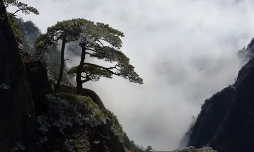 安徽黄山奇松风景图片,安徽,黄山,松树,风景,图片大全-壁纸族