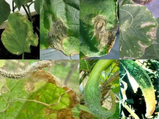 黄瓜细菌性缘枯病