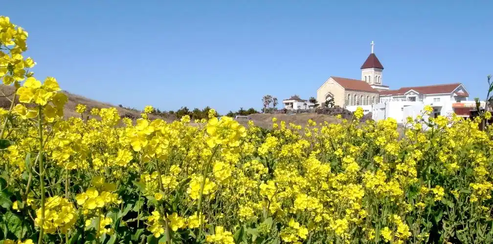 庆典之岛济州春天里的那些美
