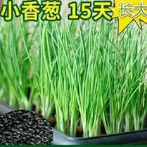 四季小香葱种子小葱种籽盆栽葱籽蔬菜种子籽四季播易种子小白葱苗