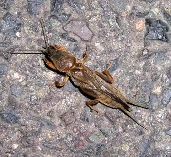 蝼蛄是害虫,对农作物