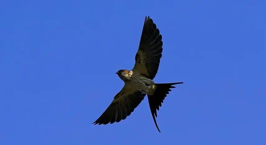 疾速飞行的燕子