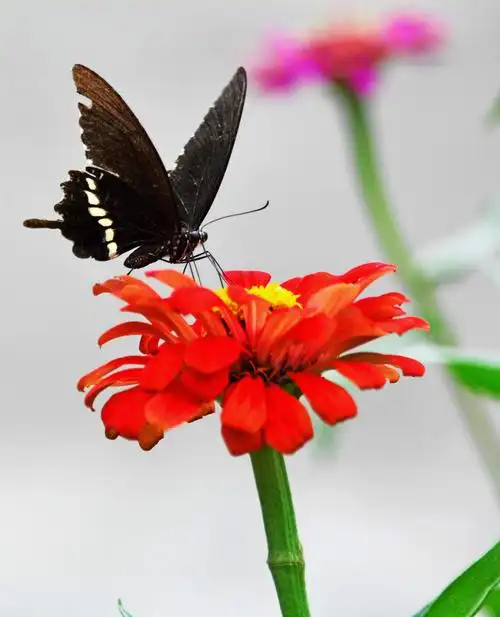 蝶恋花夏日随手拍