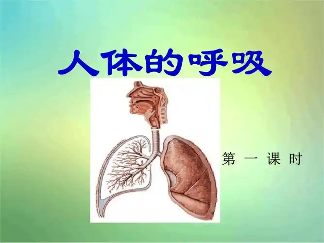 北京版生物七年级下册人体的呼吸第1课时.ppt 20页