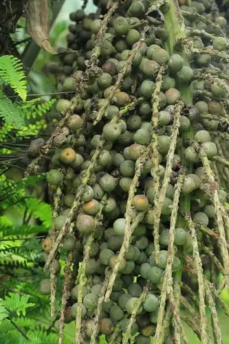 南椰的果实南椰的花序现华南植物园棕榈园内的砂糖椰子和南椰都在花果