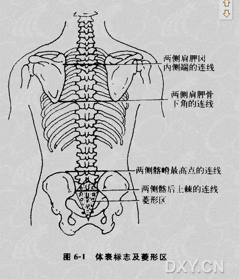 两侧 髂嵴最高点的连线平第4腰椎棘突 髂后上嵴是髂嵴后端的突起,体表