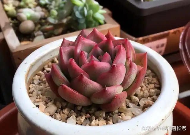 多肉弗洛瑞安娜,有3优点和2缺点,但总的来说挺好养也容易出状态