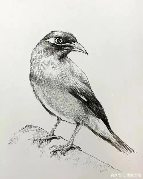 你画过小鸟吗?教你用素描快速画一只小鹩哥鸟