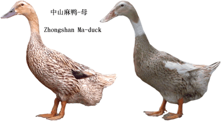 中山麻鸭图