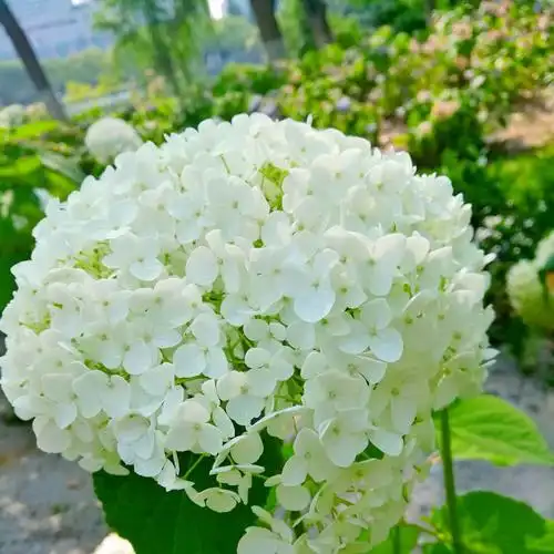 白色的绣球花,花语是"希望".白色是光明和希望的像征.