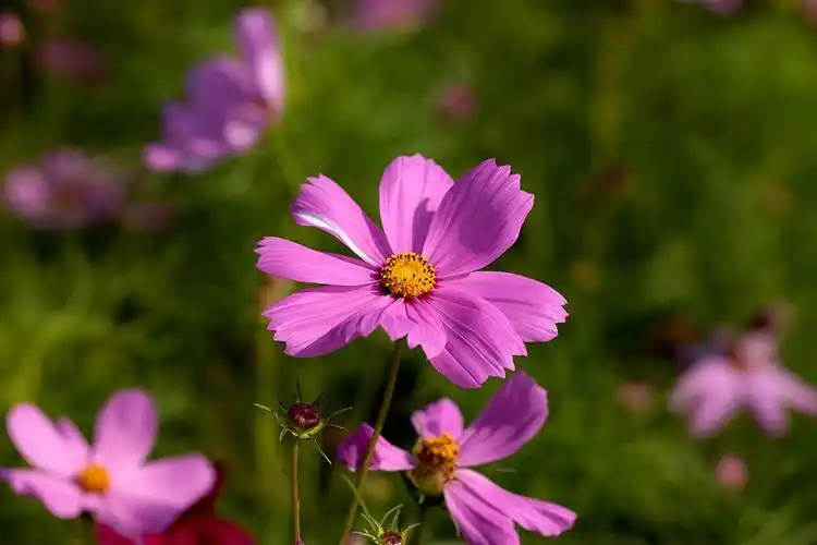 山上的格桑花开的好美丽
