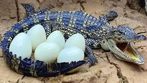 黑大锤搞笑原创视频-船长  :鳄鱼捡到6颗蛋当宝贝