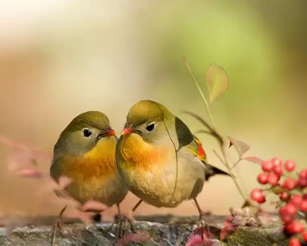 比冀鸟 连理枝 九峰公园里有群相思鸟在秀恩爱