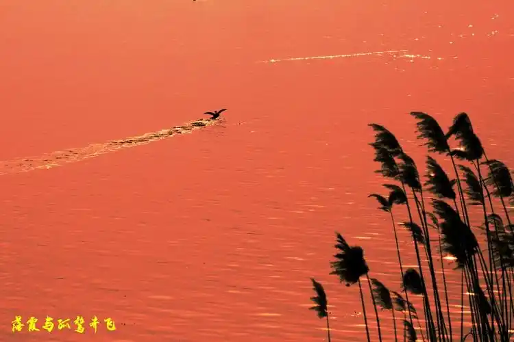 落霞与孤鹜齐飞